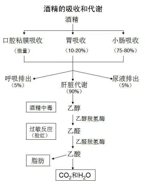 5分钟酒精就被吸收？揭秘酒精代谢过程