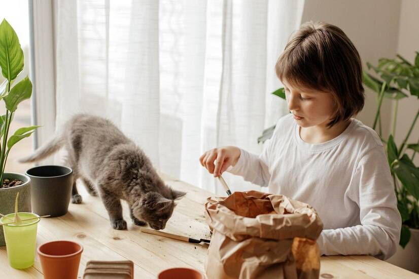 买不起猫粮给猫吃什么(图2)