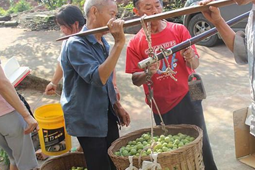 杨万年告诉我们,这个李子树种植简单,抗病能力强,种植三年便可以挂果