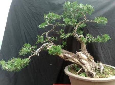 完美电竞植树节前后“种树”肯定少不了这4种“树”最适合移栽种植了(图3)
