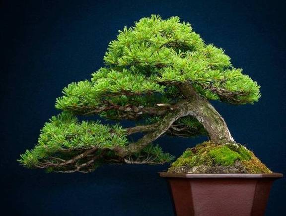 完美电竞植树节前后“种树”肯定少不了这4种“树”最适合移栽种