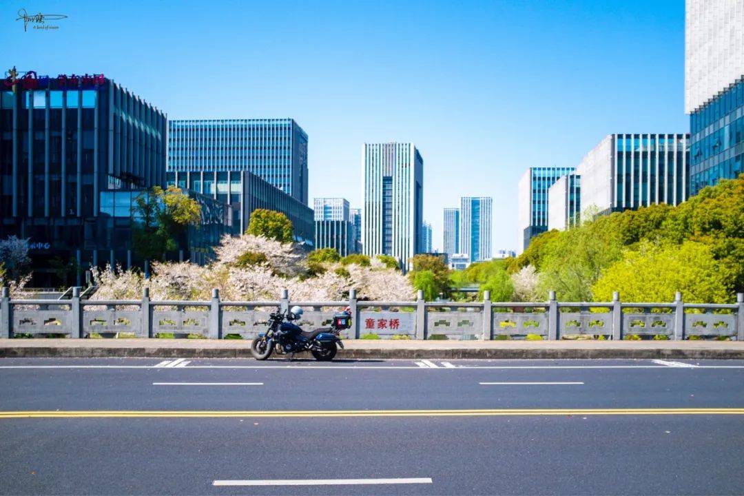 原创打卡杭州的春天秘境，永福社区樱花盛景名不虚传，可惜已进入尾声