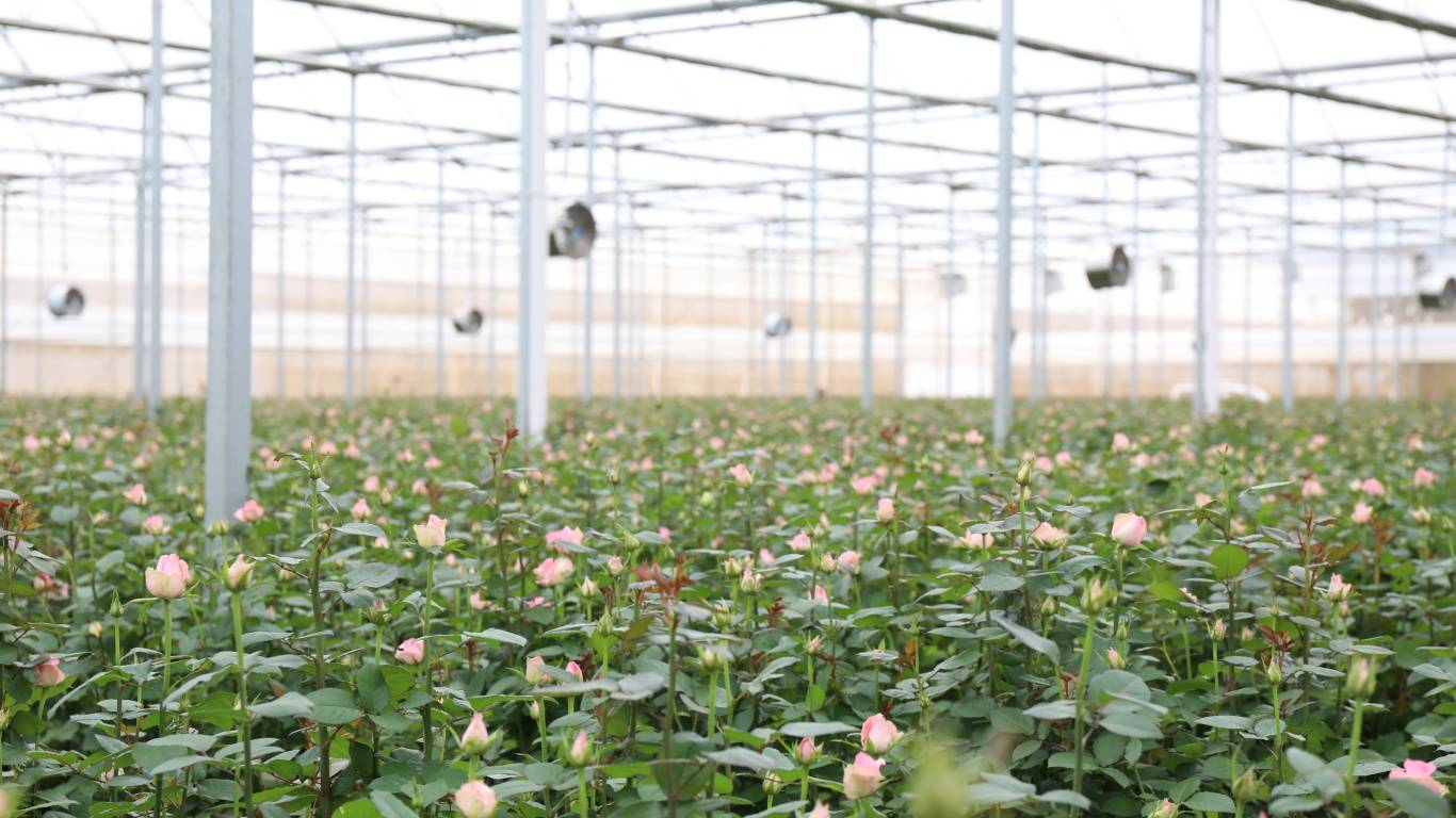 鲜花小科普 | 中国鲜切花生产第一县“高原花都”——晋宁