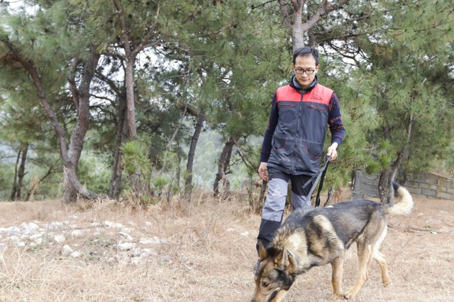 云南农民学会利用松露搜寻犬，保护山里的美味珍肴
