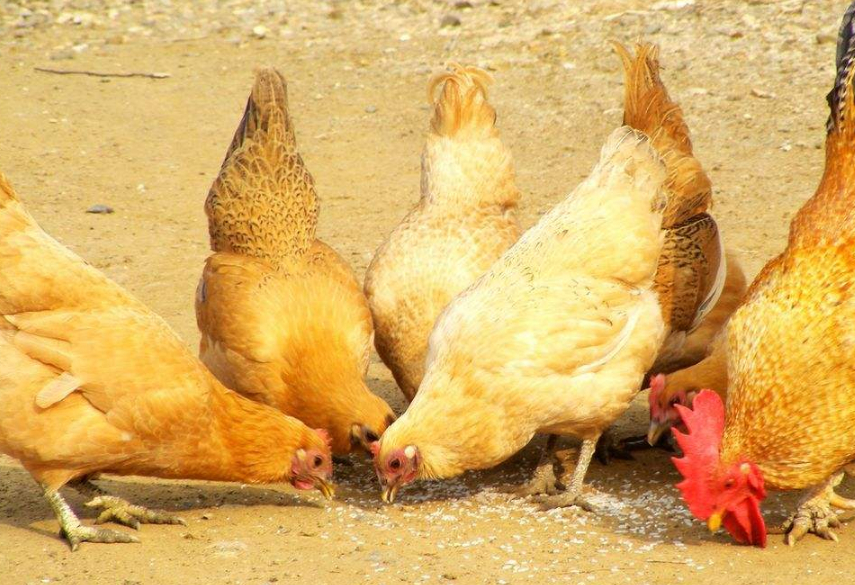 鸡肉营养丰富，但三个部位要少吃，可能带有脏东西，免费也不要