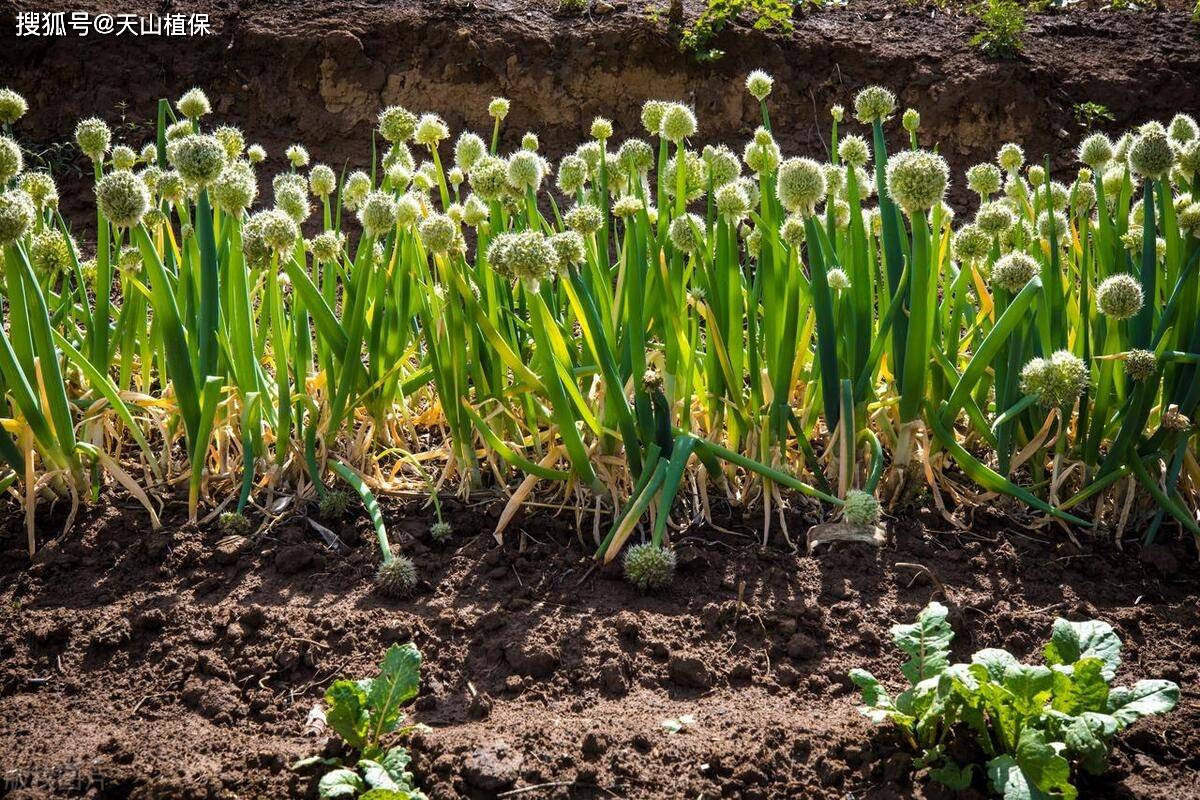 大葱种植时间和方法
