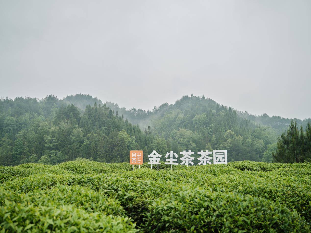 世界茶日 | 杨洋亲探金尘茶贵州万亩茶园，推广中国茶文化