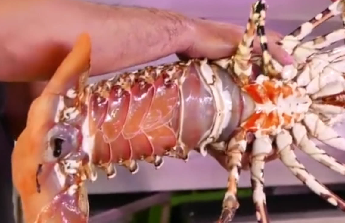 这龙虾有多大，看顶级厨师如何料理成龙虾刺身！网友：虾头可惜了