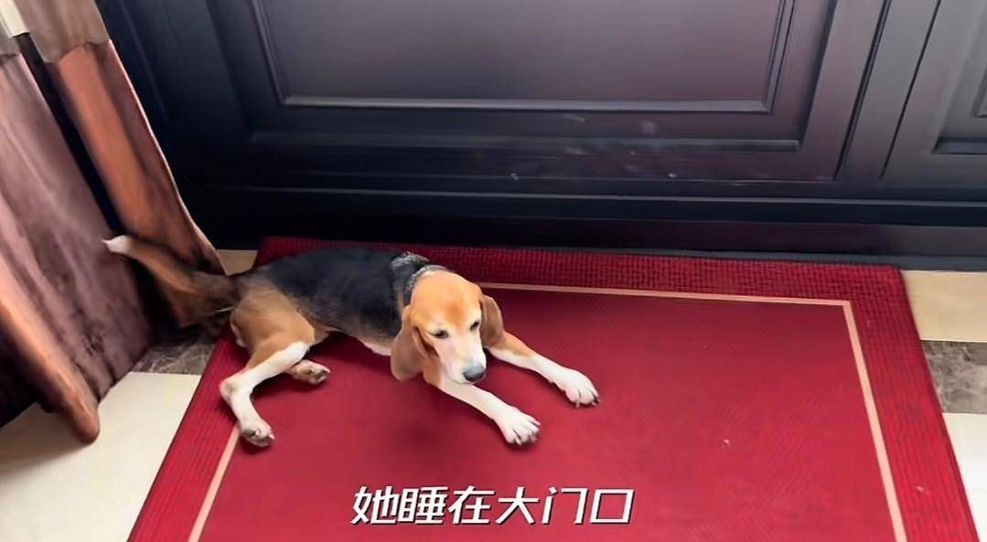 原创 说到做到!杜江霍思燕分享和珍珠相处视频,10岁嗯哼罕见出镜-杜江霍思燕秀恩爱视频