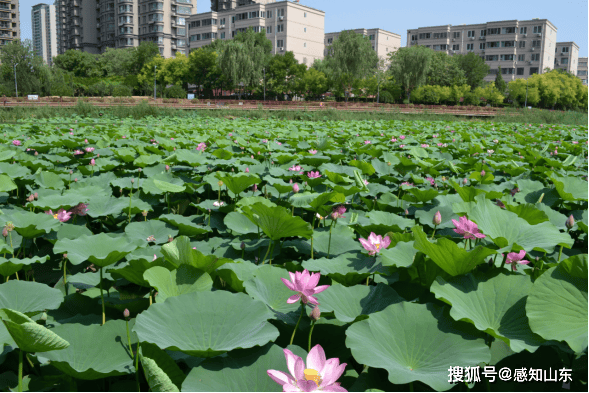 🌸中国水利网 【澳门4949资料免费大全】_股票行情快报：新城市（300778）6月24日主力资金净卖出1986.68万元