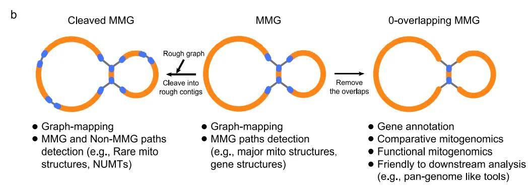 干货分享 | gsat助力植物线粒体基因组组装