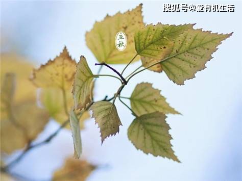 原创立秋习俗有哪些？立秋的寓意和象征