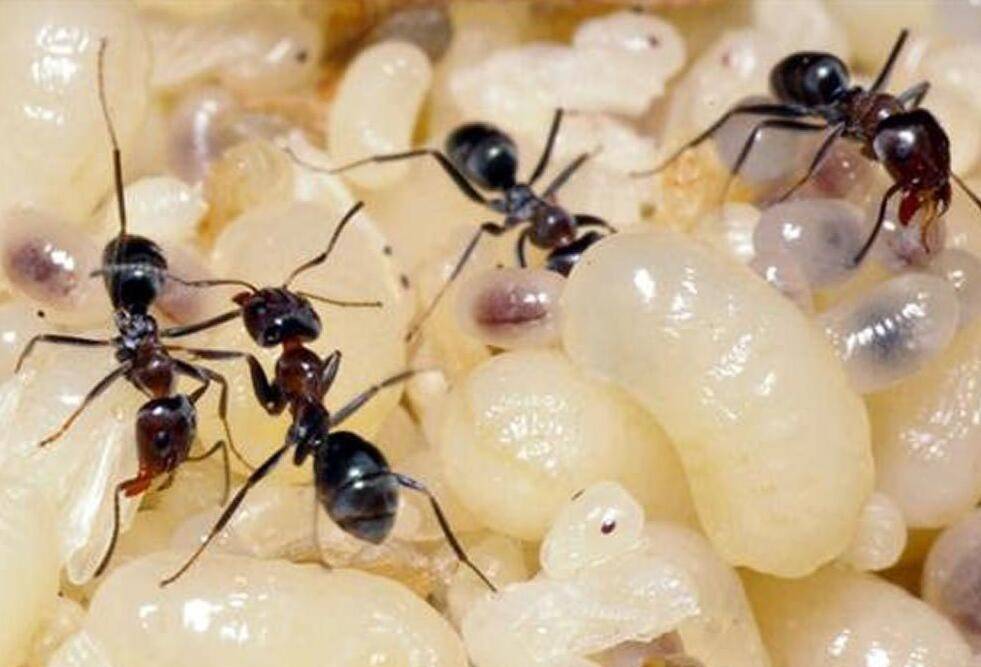 如何消灭蚂蚁最有效的方法：家庭必备攻略！