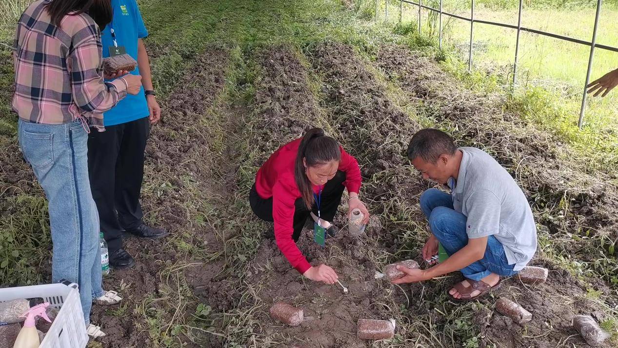 M6米乐下载首手羊肚菌田间种植技术及制种技术培训会完美收官(图3)