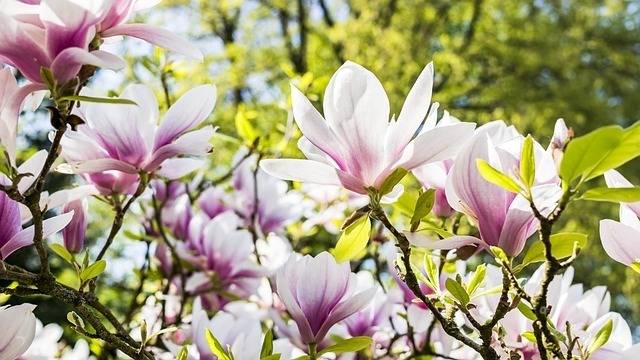 天秤座陷入苦恋,如何清醒?