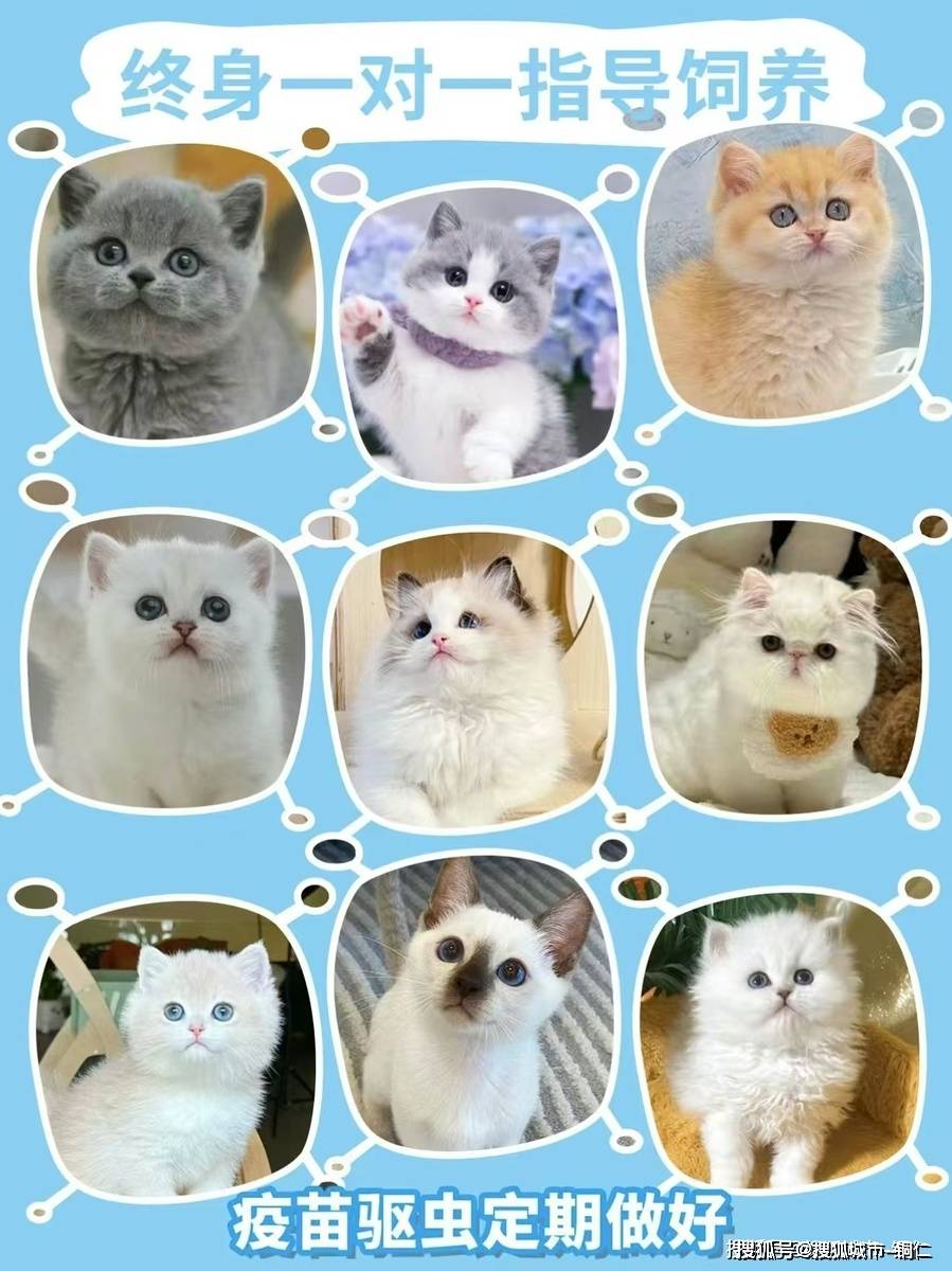 去哪里买便宜的猫