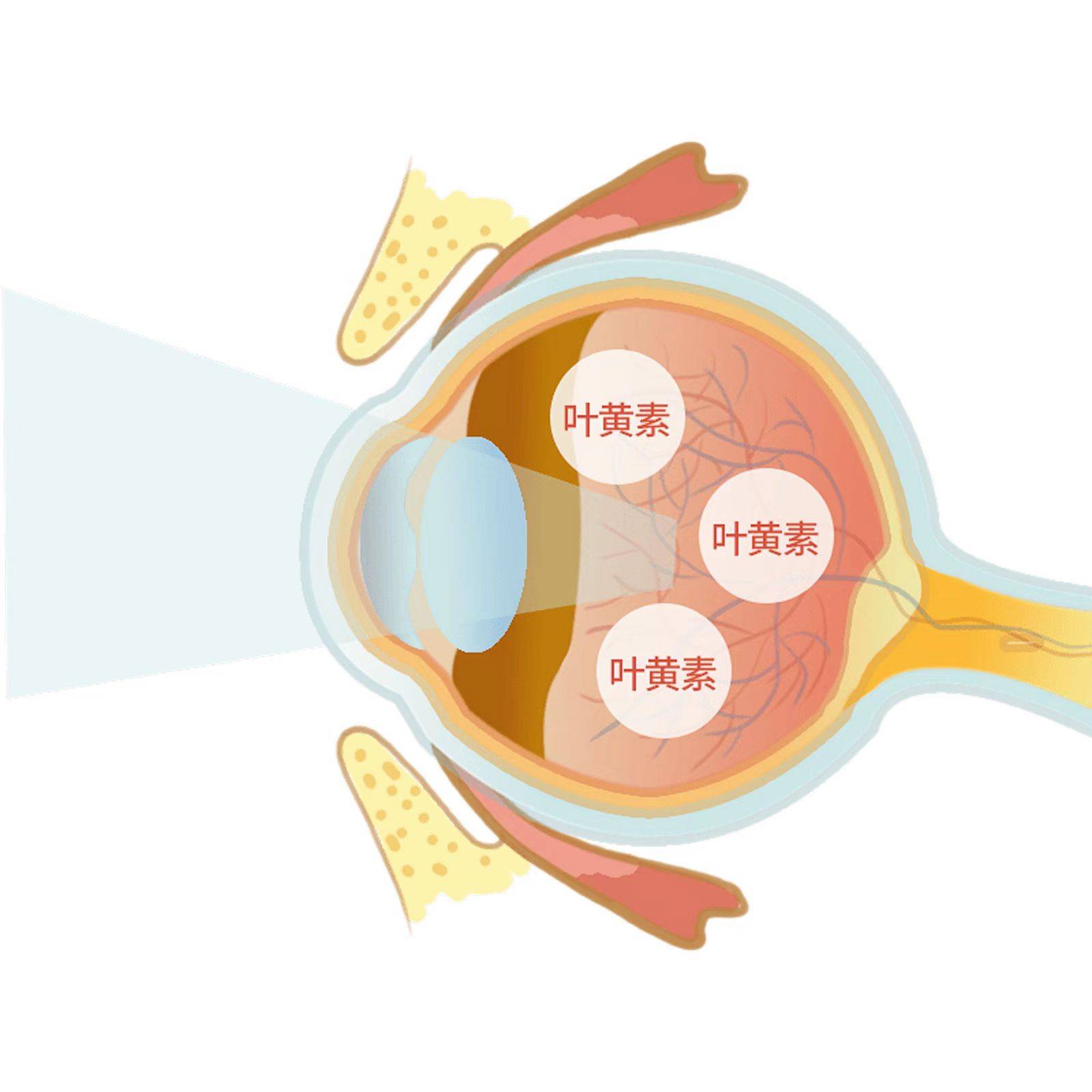 叶黄素选购指南 护眼的叶黄素哪个牌子好