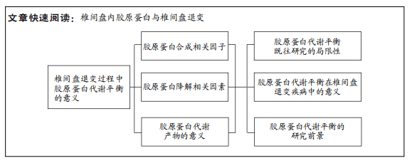 椎间盘退变中胶原蛋白的代谢失衡