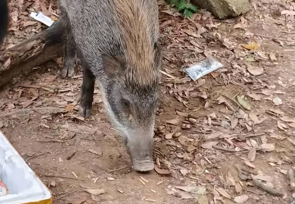 不敢相信！深圳梧桐山野猪开始向游客讨食