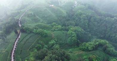 蒙顶山茶：千年贡茶开云平台的文化底蕴与现代传承(图1)