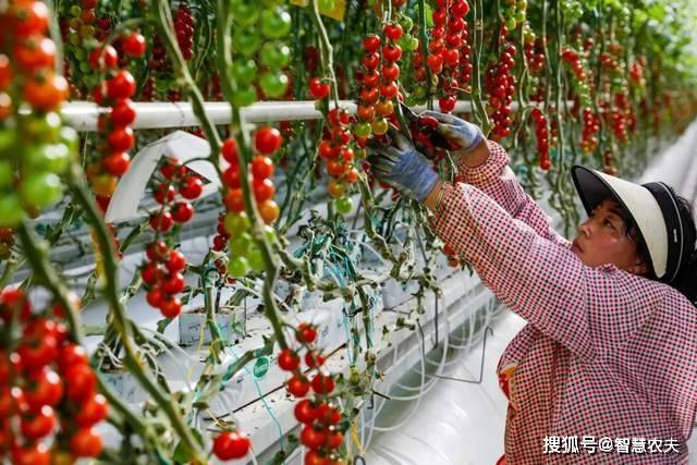 现代设施农业发力智能M6米乐平台温室工厂化种植颠覆传统农业生产模式(图8)