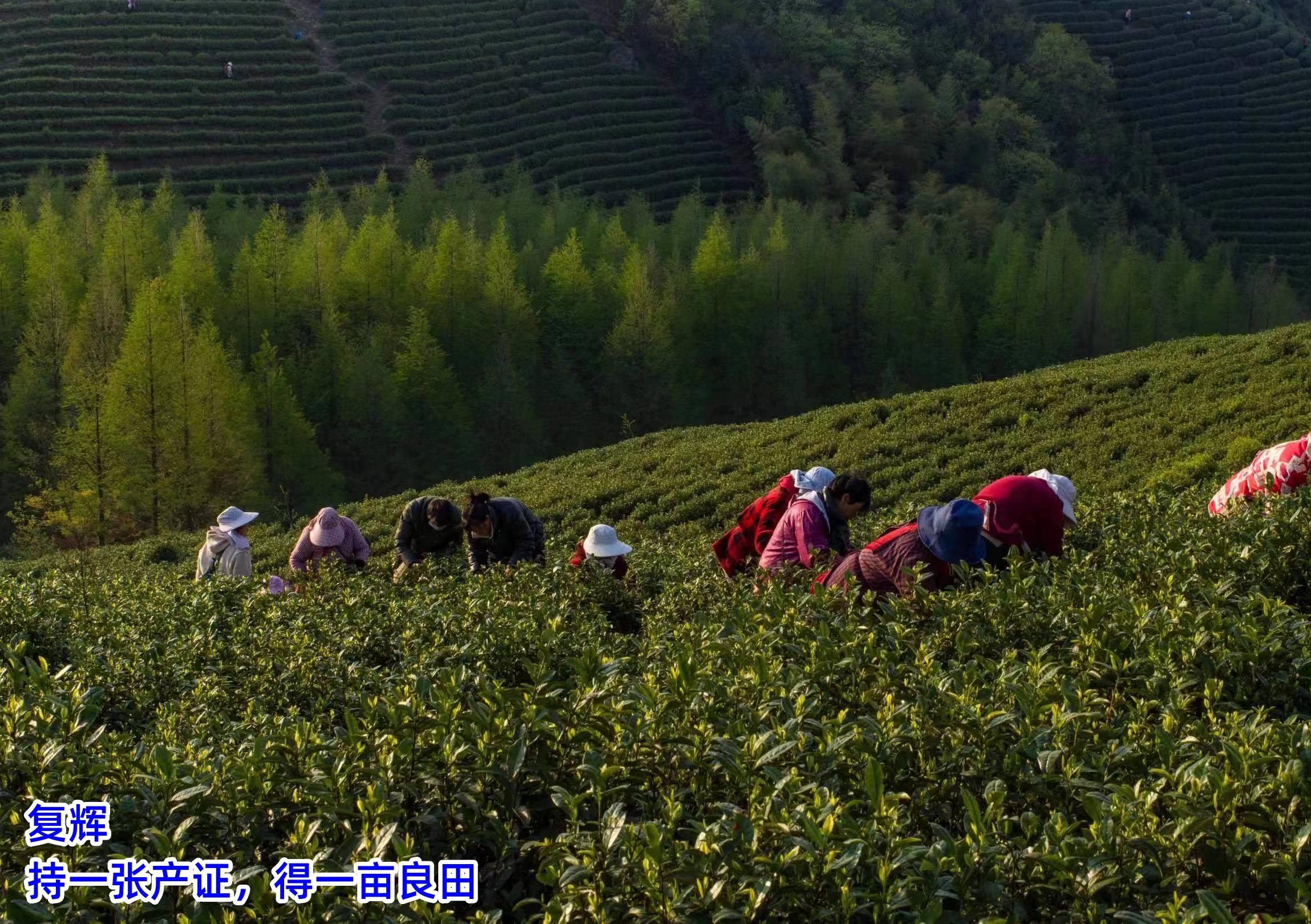 必赢平台复辉：茶文化的魅力与影响力（二）(图2)