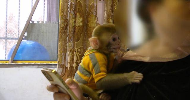 女子在贵阳黔灵公园捡到受伤小猴,养了半年后麻烦不断……相关部门:已涉嫌违法 女子在贵阳黔灵公园捡到受伤小猴,养了半年后麻烦不断……相关部门:已涉嫌违法