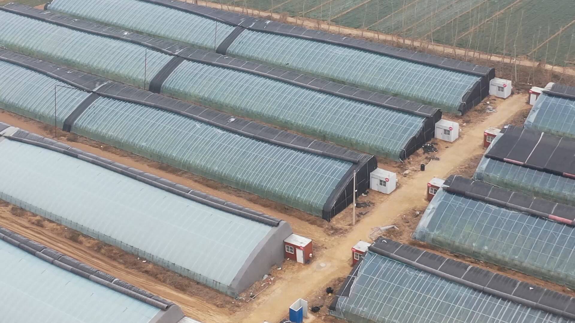 人勤春来早 果蔬大棚开云体育app种植忙(图4)