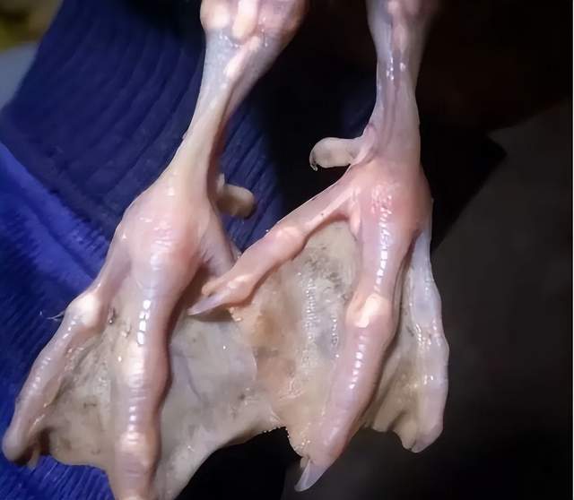 鹅痛风怎么引起的？鹅痛风用什么药治疗效果好？