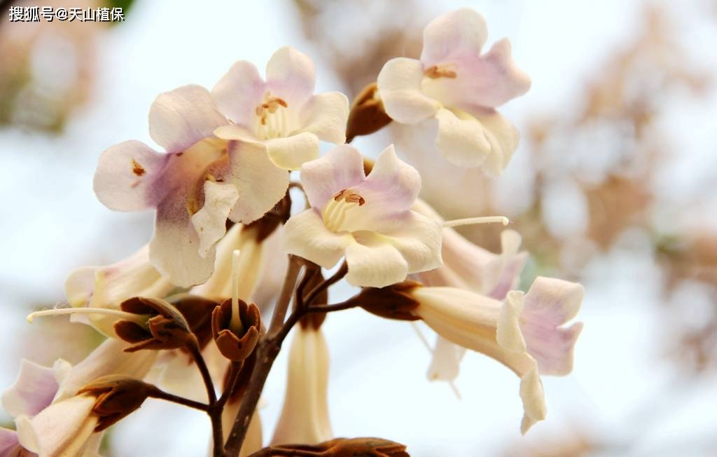 梧桐花的花语和寓意