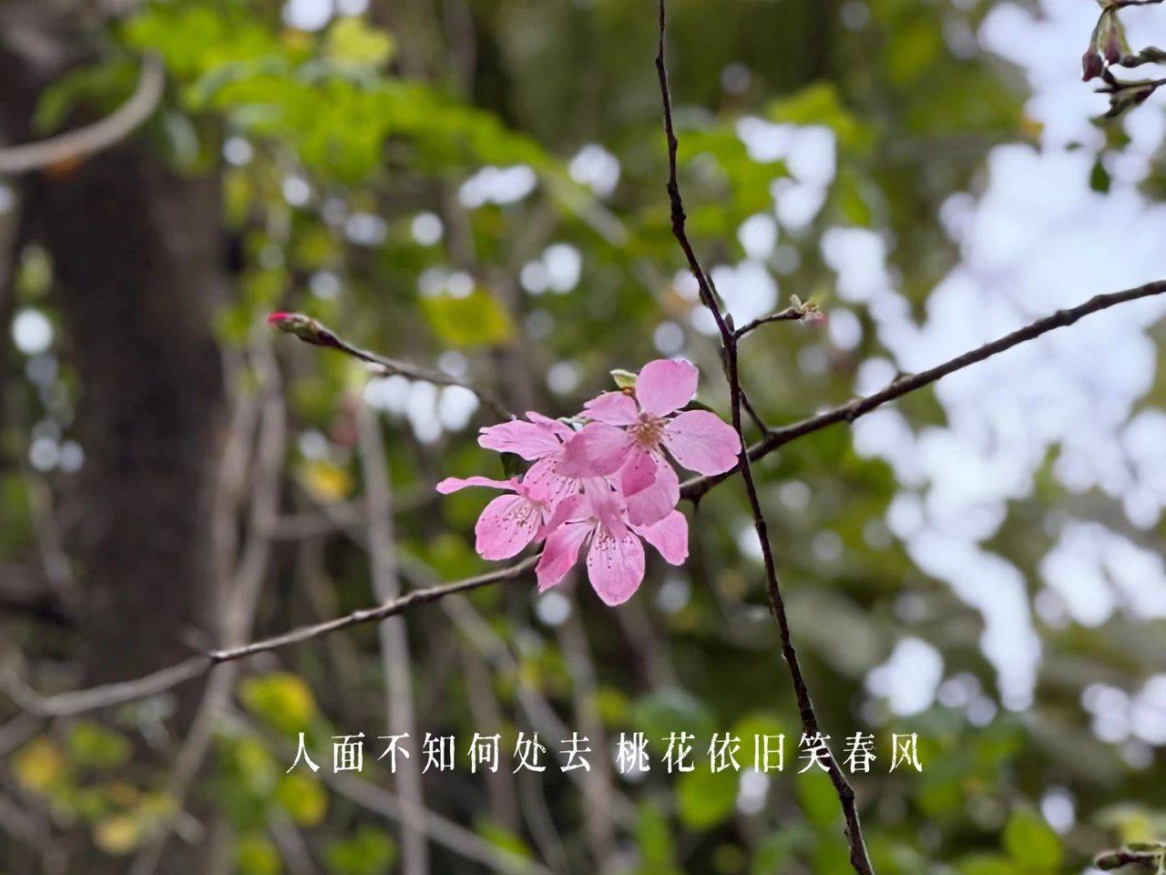燃爆了（袋装茶叶好吗）袋装茶包装袋有害吗，原创
            收到一大袋茶叶，透明塑料袋装的，可以原样保存吗？，塑料袋，