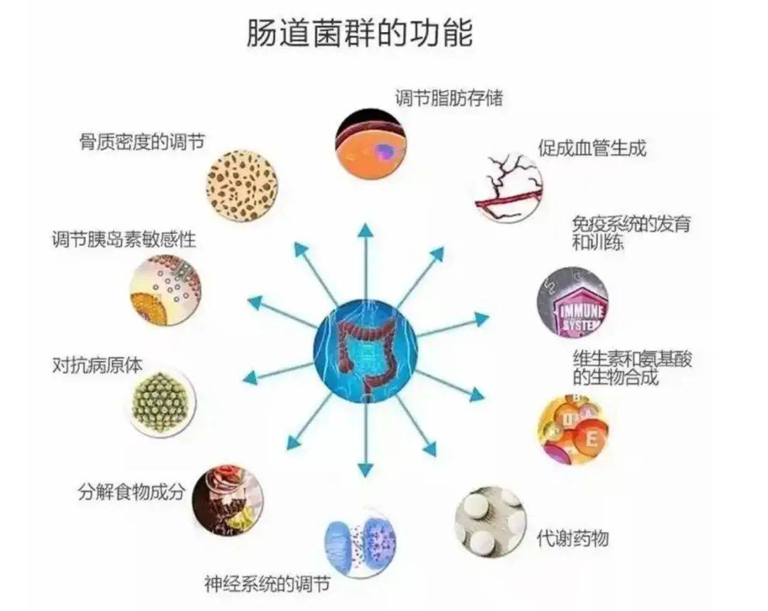 关于肠道菌群，你了解多少？一文带你全解析!