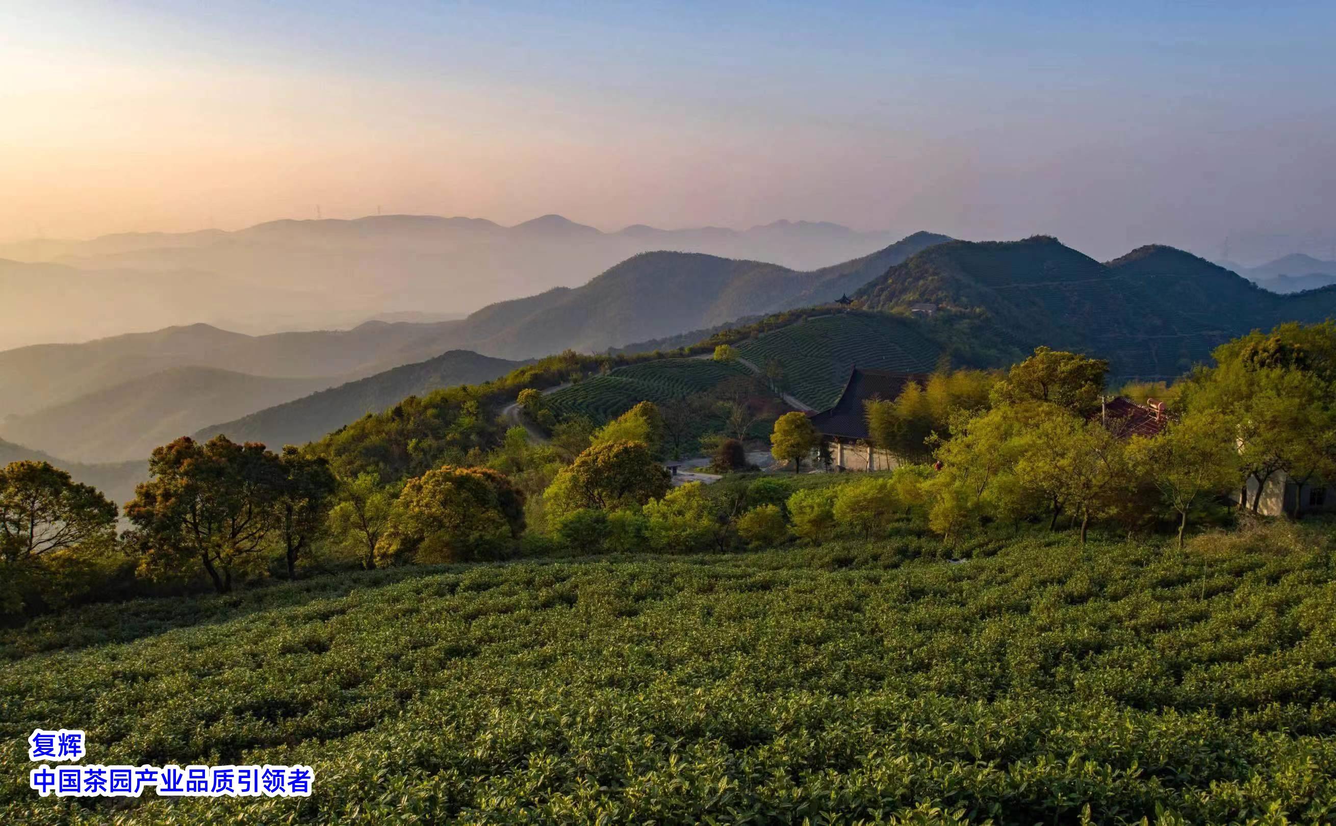 复辉：茶园行业机遇与挑战并存（一）雷火竞技入口(图1)