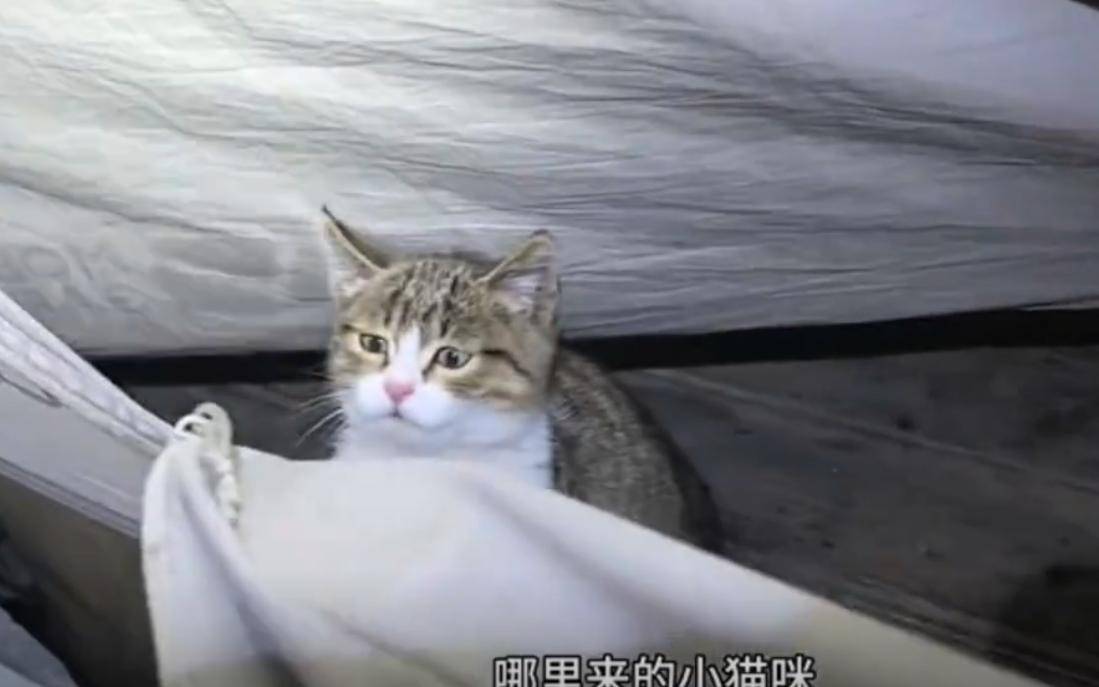 网红小猫"悟空"车祸去世后续 ! 生前住酒店待遇比人好，主人被网暴