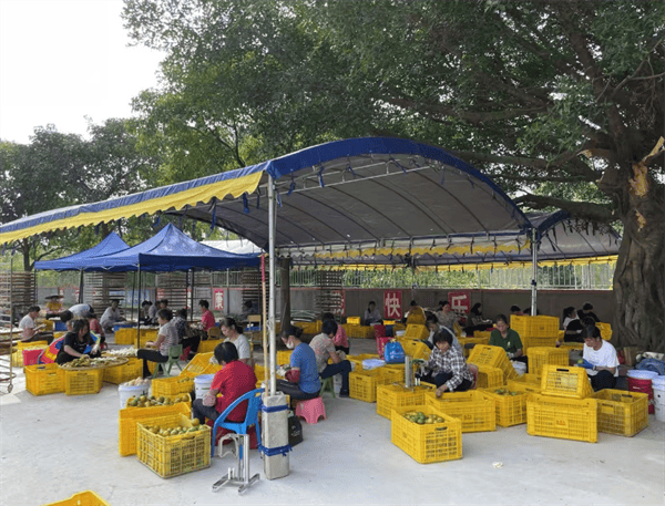 pg电子娱乐官方网站入口党修引颈促复兴 民生实事暖民气——记恩平市沙湖镇上凯村陈伟华的驻村实习