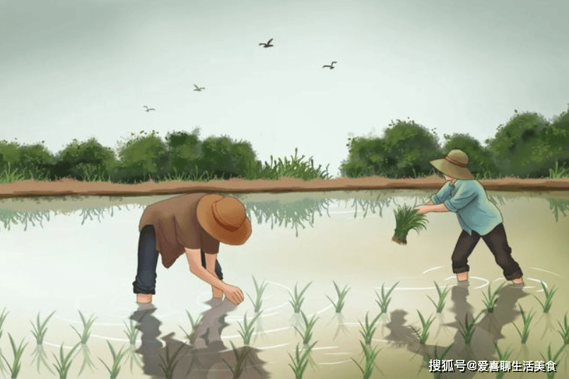 原创              芒种前，要学会忌嘴！老人说：芒种3不吃，病就不来找！3不吃指啥！