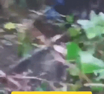近日曝光！被印军包围，两名落单解放军嘴咬手雷，誓死不当俘虏
