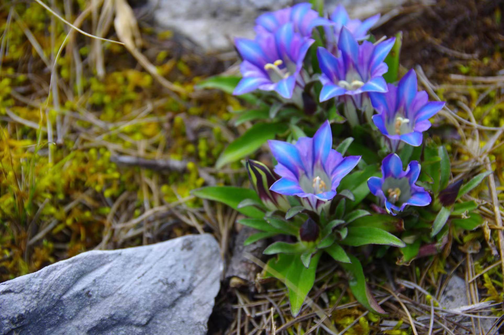 "紫叶龙胆草！"段元小心翼翼地用相机记录，"理论上这种海拔不应该出现，