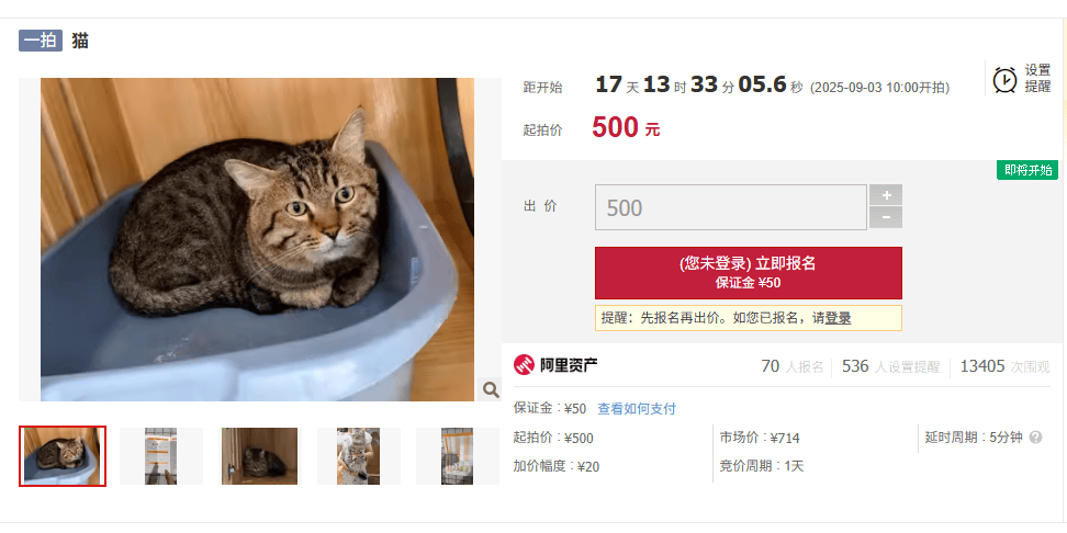主人欠钱3岁狸花猫被法拍，起拍价500元！宠物店：寄养费已超两万