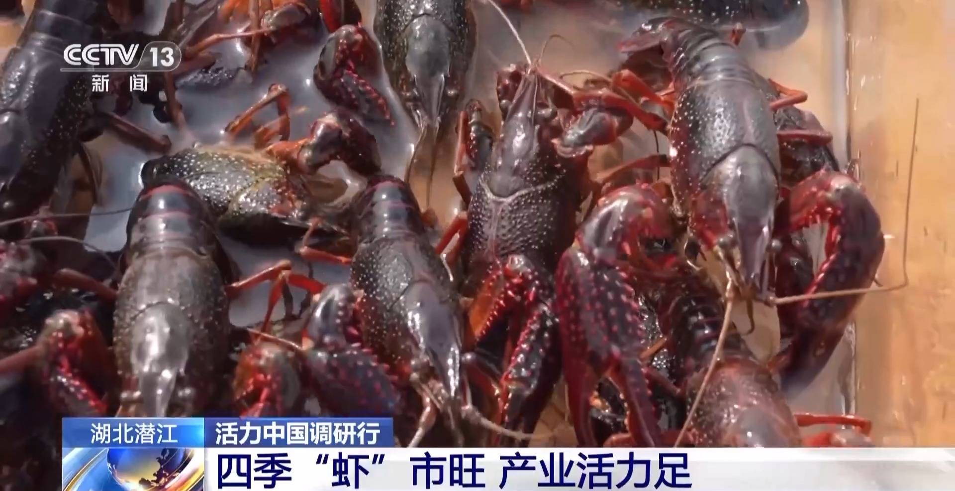 活力中国调研行丨湖北潜江大个儿“炮头虾”正“四季速达”你的餐桌