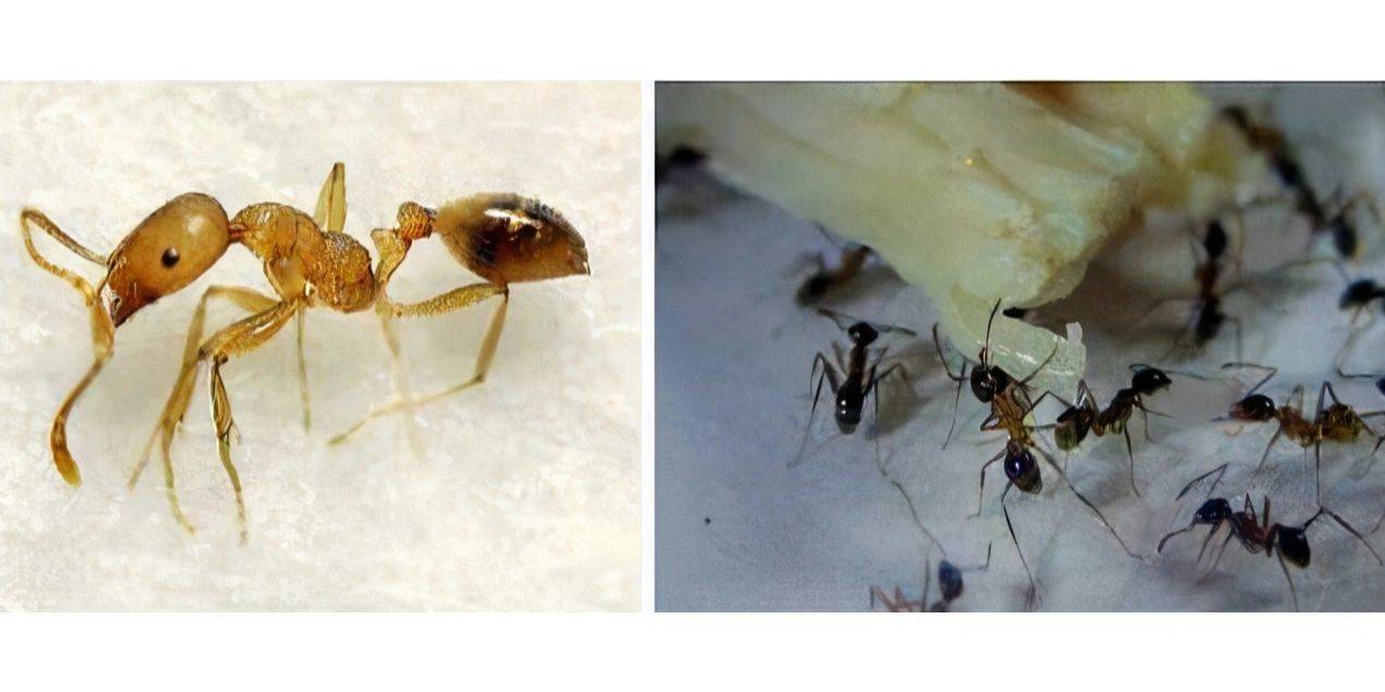 房间有小蚂蚁怎么能彻底消灭，除蚂蚁用什么药效果最佳！