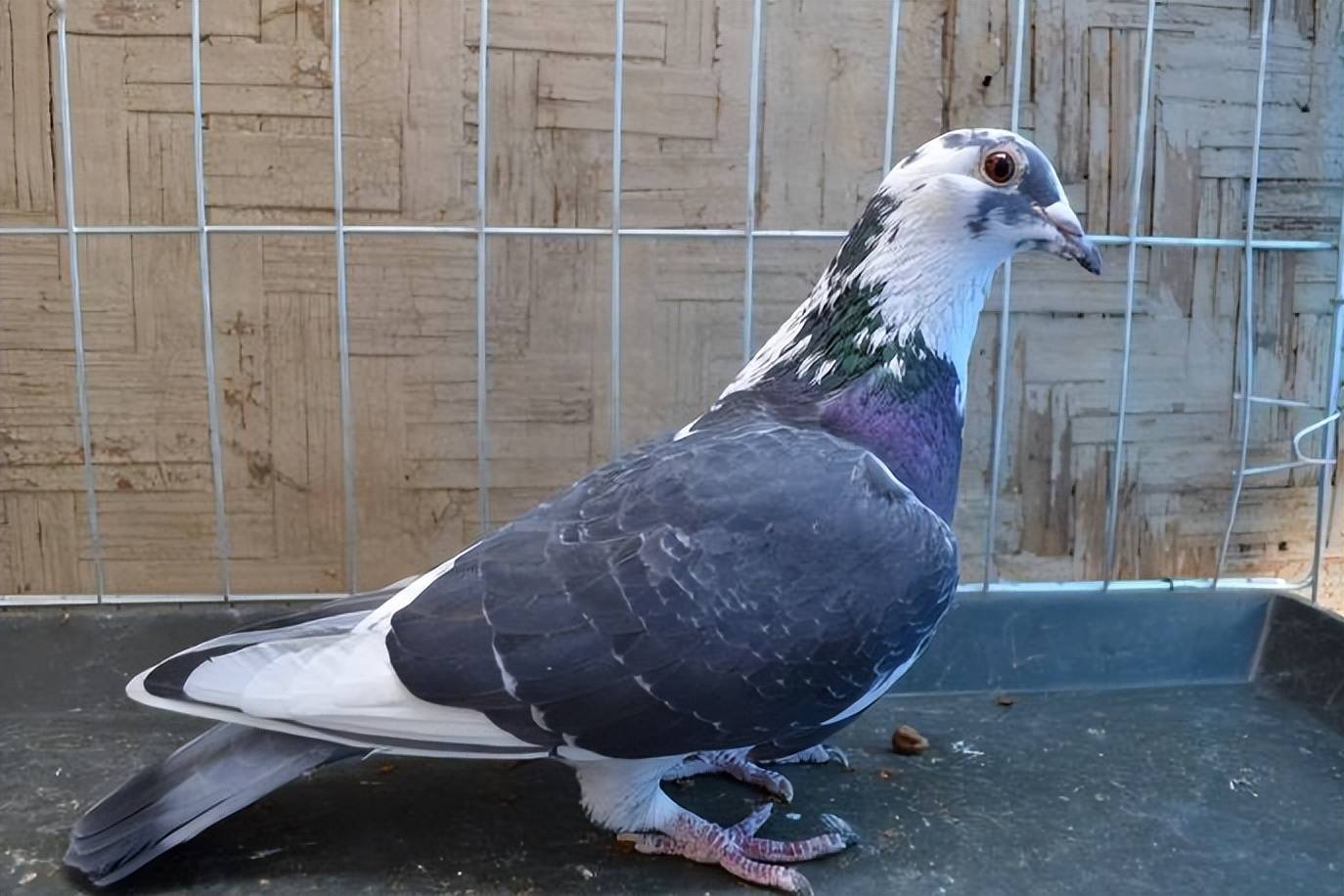 鸽子口黄吃什么药?鸽子口黄最快药好?鸽友别错过本文!