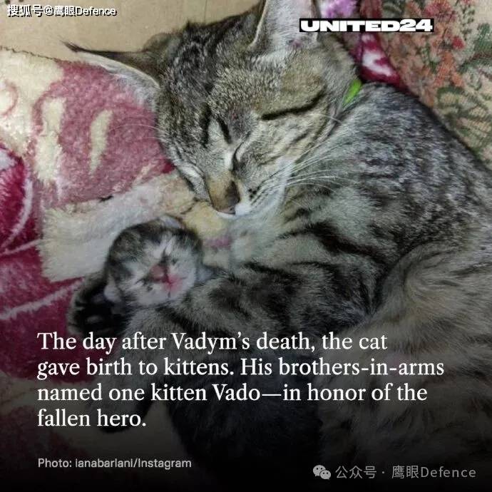 前线的动物们：俄博主称道马匹的好处，乌军心爱的猫猫和浣熊们