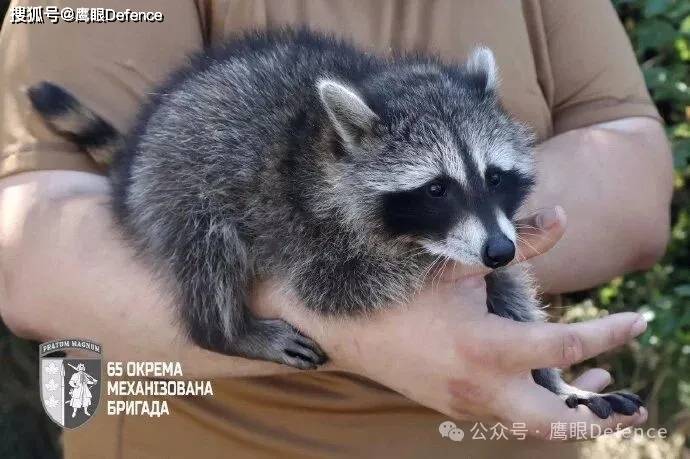 前线的动物们：俄博主称道马匹的好处，乌军心爱的猫猫和浣熊们