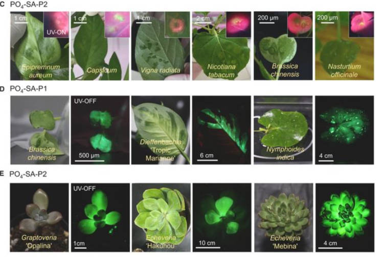 《阿凡达》发光植物成真：科学家打造发光多肉，发光持续时间最长达2小时