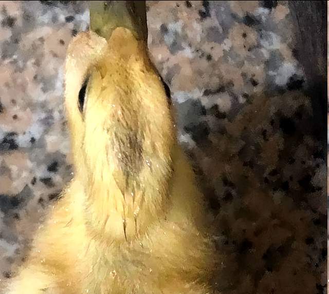 鸭肿头肿脸是什么病?用什么药治?养鸭人警惕!