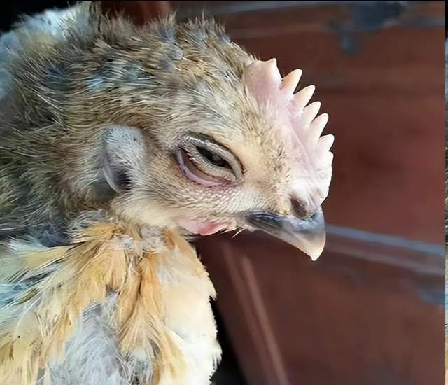 鸡感冒脸肿吃什么药?鸡流泪脸肿眼肿怎么治?一文讲清!