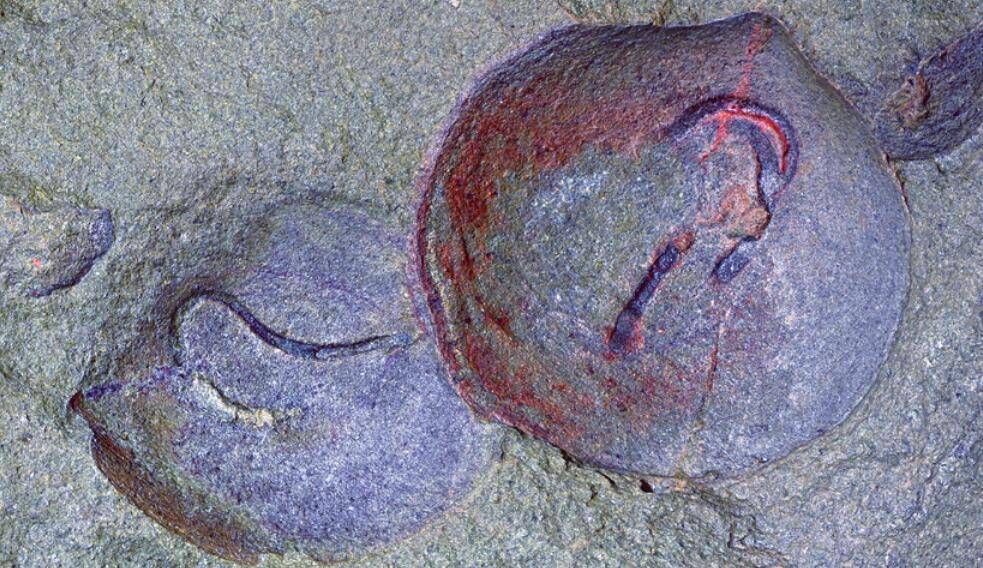 原创             谁在4.8亿年前的化石上，留下了这些“问号”？