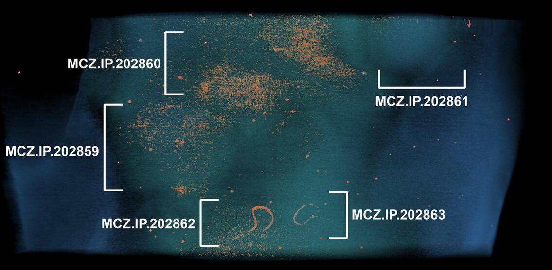 原创             谁在4.8亿年前的化石上，留下了这些“问号”？