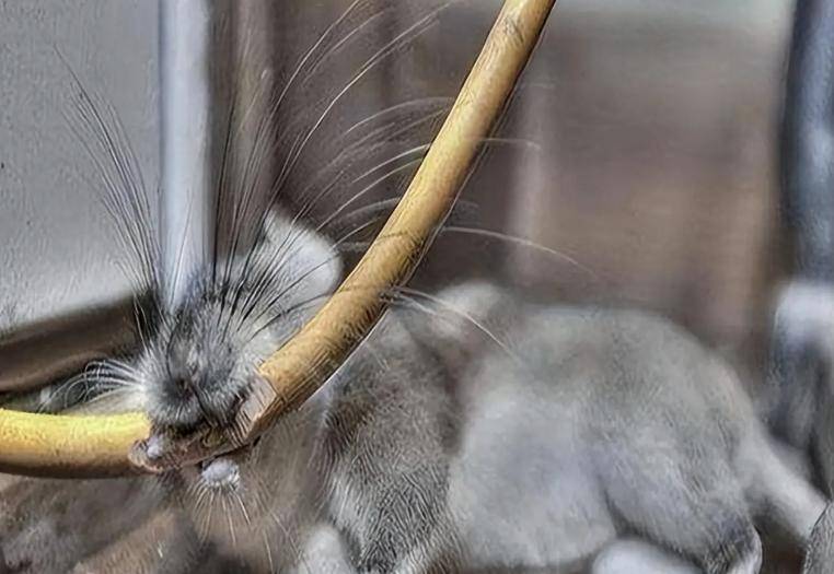 航母上老鼠泛滥咋办?美军养猫也没用,中国的“笨办法”搞定